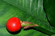 Anthurium-bakeri-fruit.jpg
