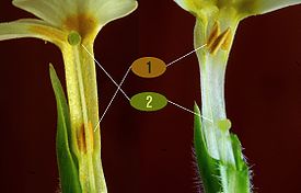 Primula vulgaris ENBLA06 2.jpg