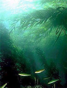 Kelp forest.jpg