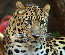 Amur Leopard.jpg