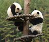 Panda3.jpg