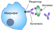 A cartoon: The macrophage is depicted as a distorted solid circle. On the surface of the circle is a small y-shaped figure that is connected to a solid rectangle which depicts a bacterium.
