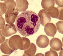 A round cell with a lobed nucleus surrounded by many slightly smaller red blood cells.