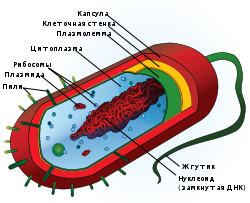 Average prokaryote cell- ru.svg