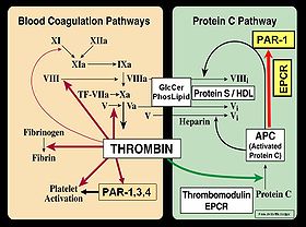 Blood Coagulation and Protein C Pathways.jpg