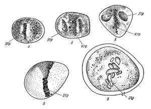 Cell division according to E. Russov.png