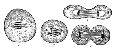 Cell division according to E. Strasburger.png