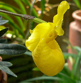 Paphiopedilum armeniacum 1.jpg