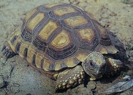 Аргентинская черепаха.jpg