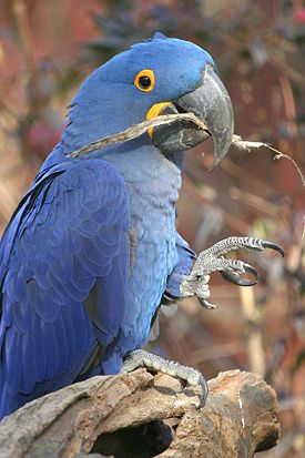 Hyacinth Macaw - Nashville Zoo.jpg