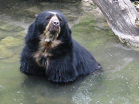 Очковый медведь