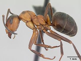 Северный лесной муравей