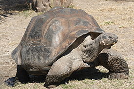 Galapagos giant tortoise Geochelone elephantopus.jpg