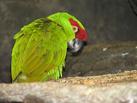 Thick-billed Parrot.jpg