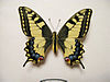 Papilio machaon Female1.jpg
