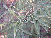 Foliage of Vitex agnus-castus in Texas.jpg