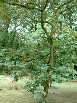 Quercus dentata 2.jpg