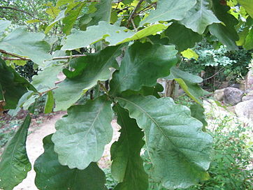 Quercus dentata1.jpg