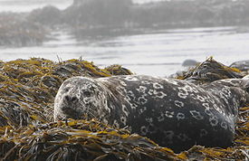 Обыкновенный тюлень на суше