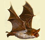 Lesser Mouse-Eared Bat.jpg