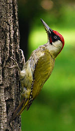 RO B Carol Park green woodpecker crop.jpg