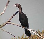 Pygmy cormorant - Aammiq Wetland.jpg