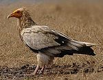 Egyptian vulture.jpg