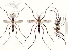 Aedes aegypti E-A-Goeldi 1905.jpg