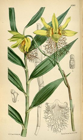 Dendrobium brymerianum.jpg