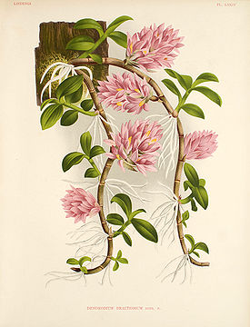 Dendrobium bracteosum