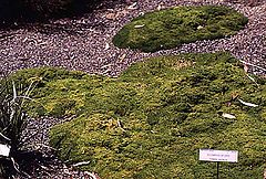Scleranthus biflorus.jpg