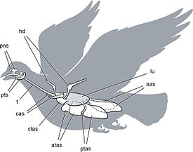 Cranial sinus and postcranial air sac systems in birds.jpg