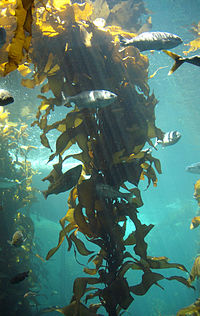 Kelp-forest-Monterey.jpg