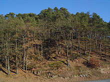 Lahnberge Wald.jpg