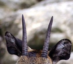 Klipspringer horns.jpg