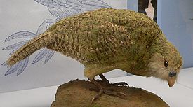 Kakapo5.jpg