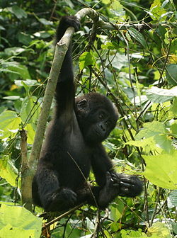 Gorillas in Uganda-4, by Fiver Löcker.jpg