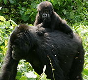 Gorillas in Uganda-3, by Fiver Löcker.jpg