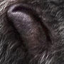 Kalan's ear.jpg