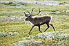 20070818-0001-strolling reindeer.jpg