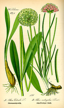Illustration Allium victoralis0.jpg