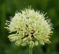 Allium victoralis 090705a.jpg
