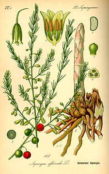 Illustration Asparagus officinalis0.jpg