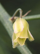 Asparagus officinalis subsp. oficinalis flower, asperge bloem.jpg