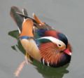 Mandarin Duck 22.jpg