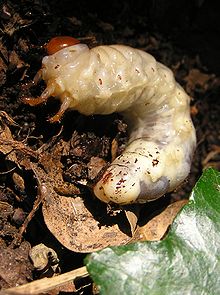 Lucanus cervus larva.jpg