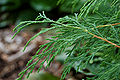 Russian Arborvitae Microbiota decussata Stalks 3008px.jpg