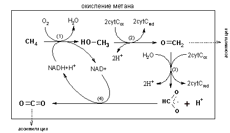 Схема окисления метана.png
