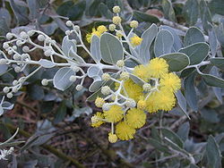 Starr 020911-0004 Acacia podalyriifolia.jpg